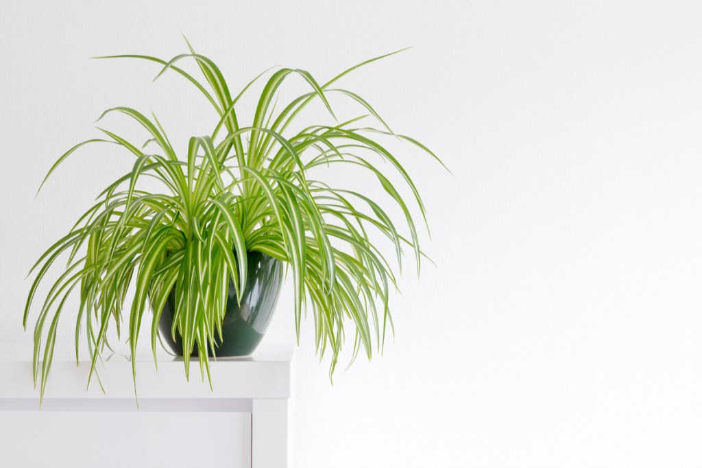 A potted spider plant