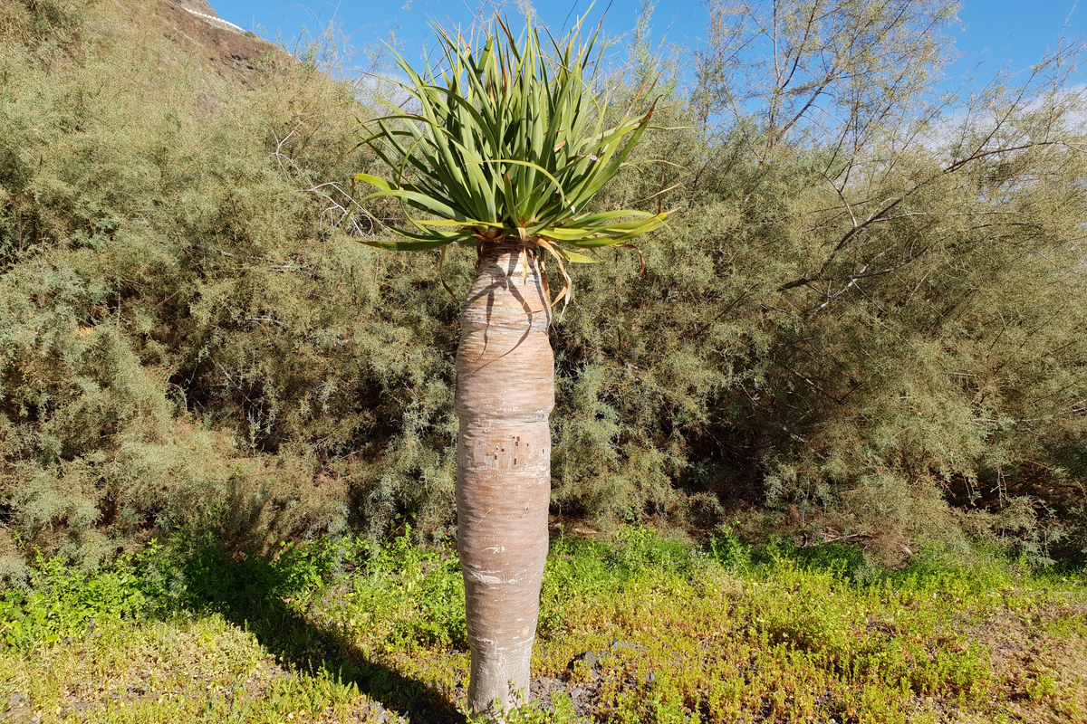A guide to caring for the spindle palm plant HappySprout