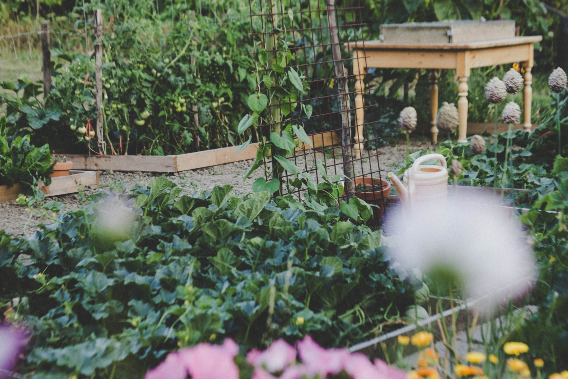 Picture of Gardening 101: Understanding what smart gardening is | HappySprout