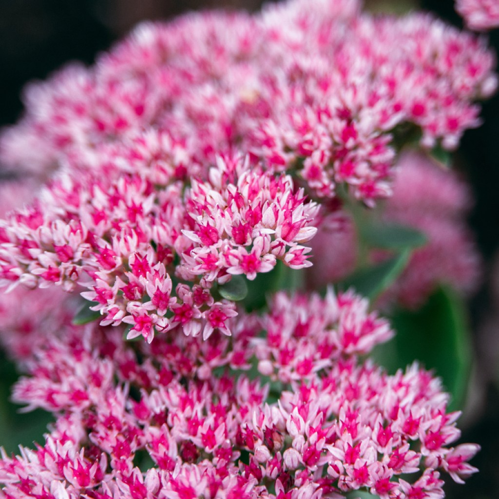 A close-up of stonecrop blooms