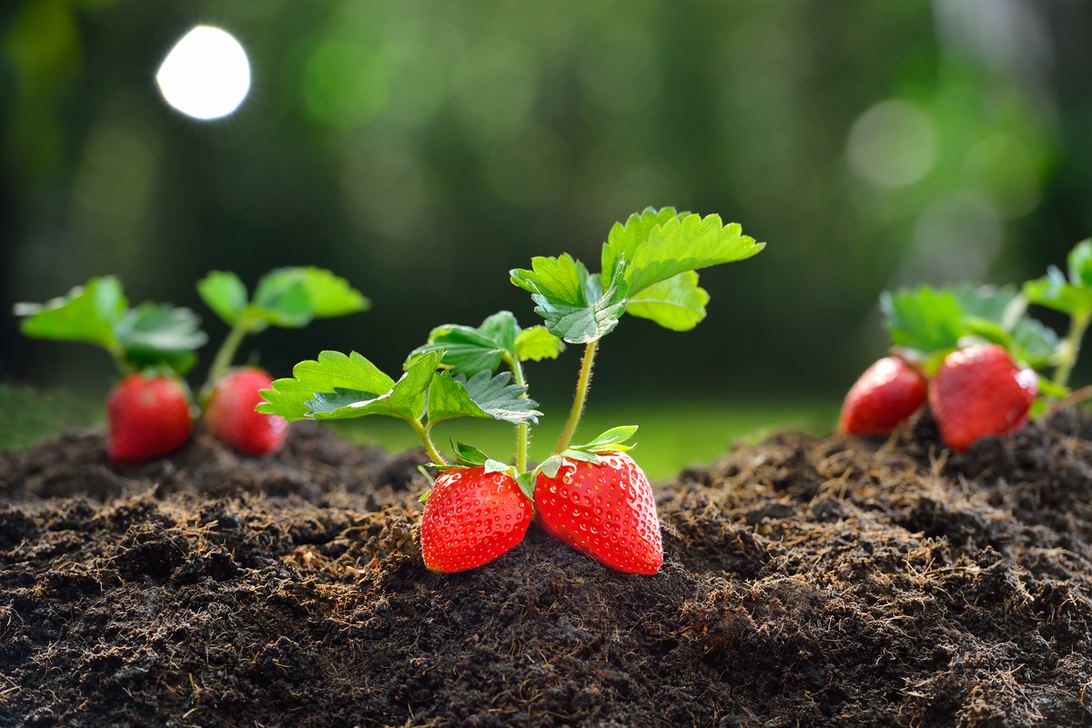 Fresh strawberries on a plant
