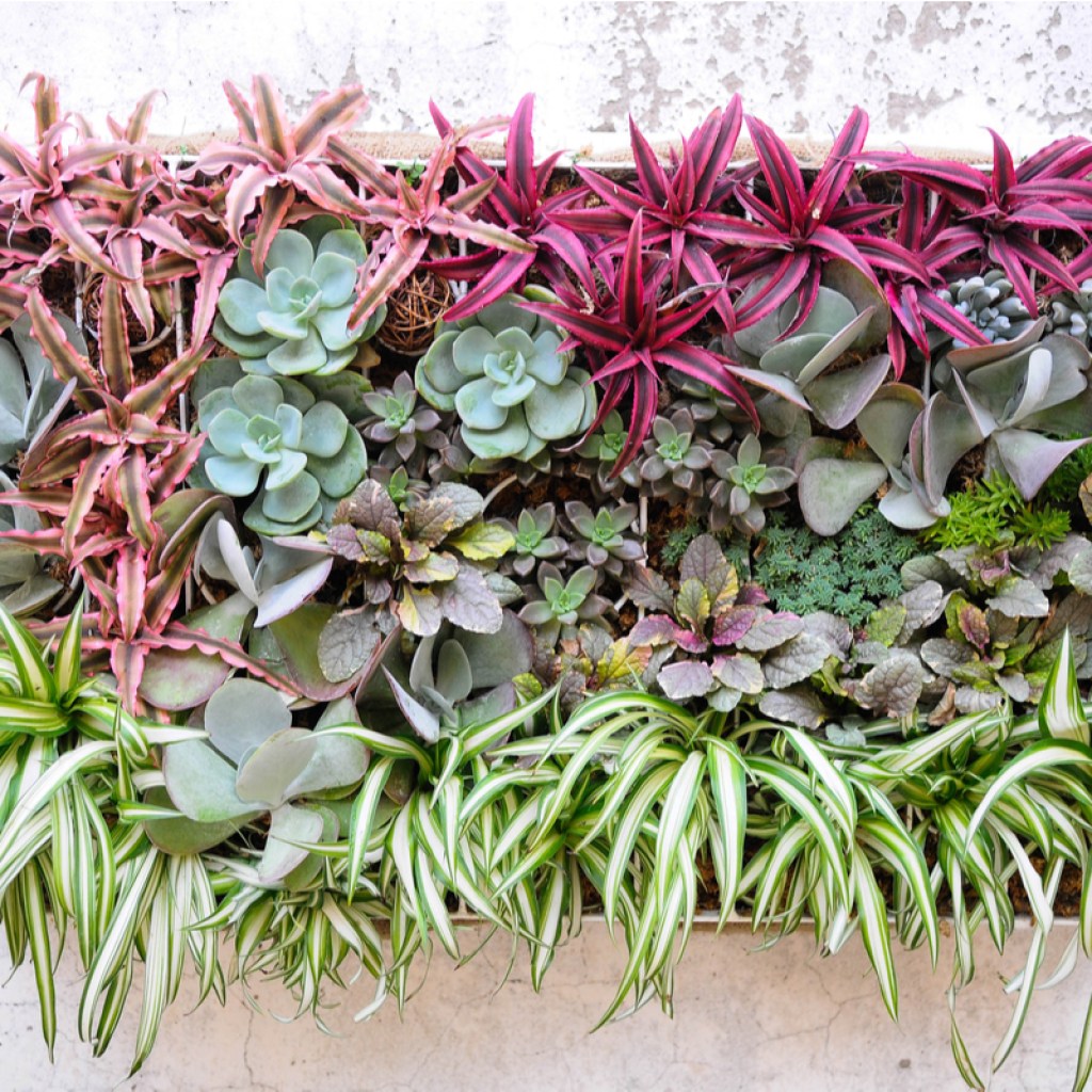Succulents arranged in a box