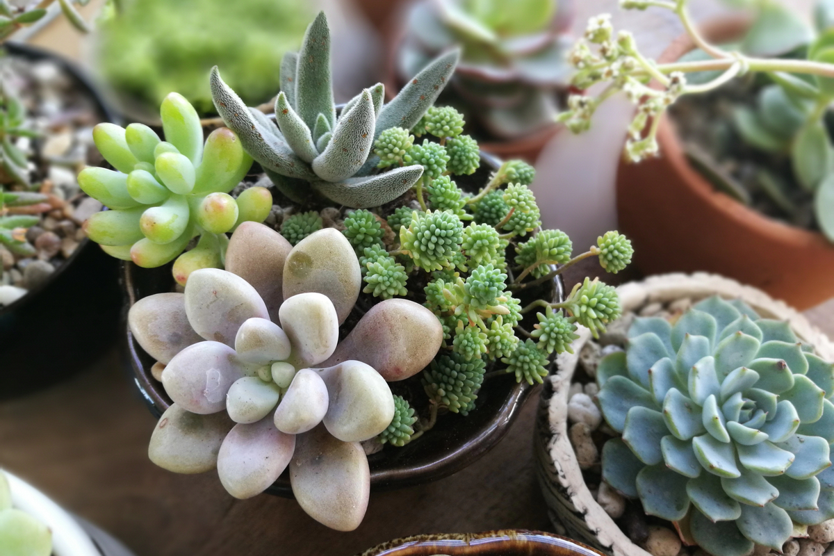 An assortment of different succulents