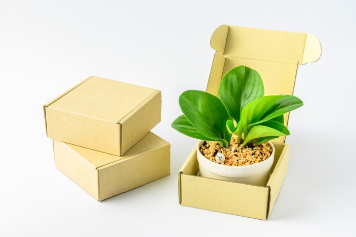 A succulent in a gift box