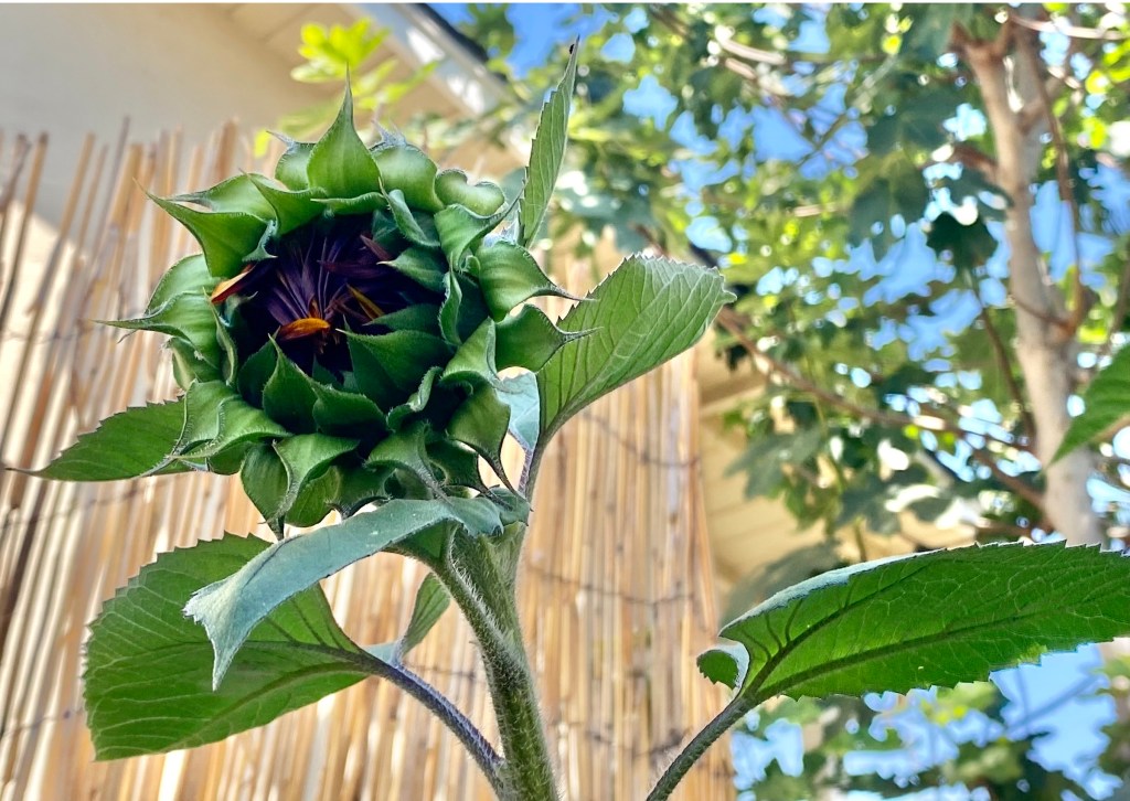 a red sunflower bud begins to peek through the leaves