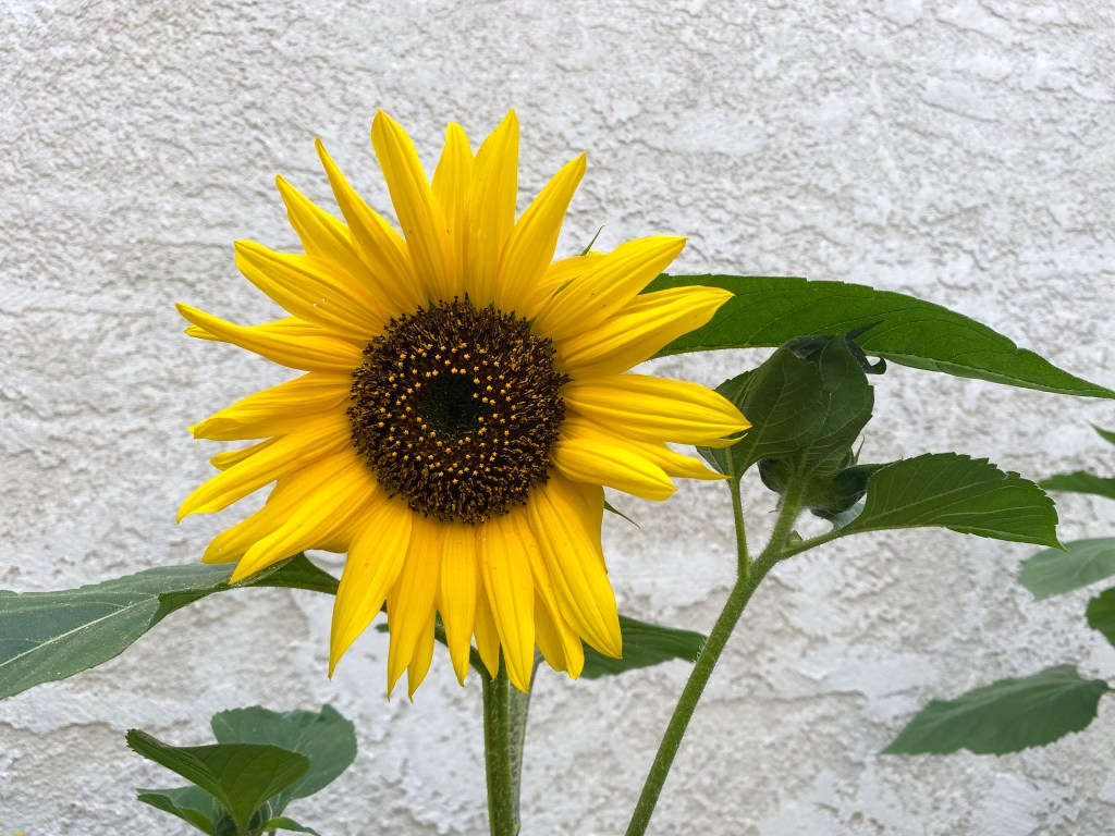 a yellow sunflower in full bloom in front of a white wall