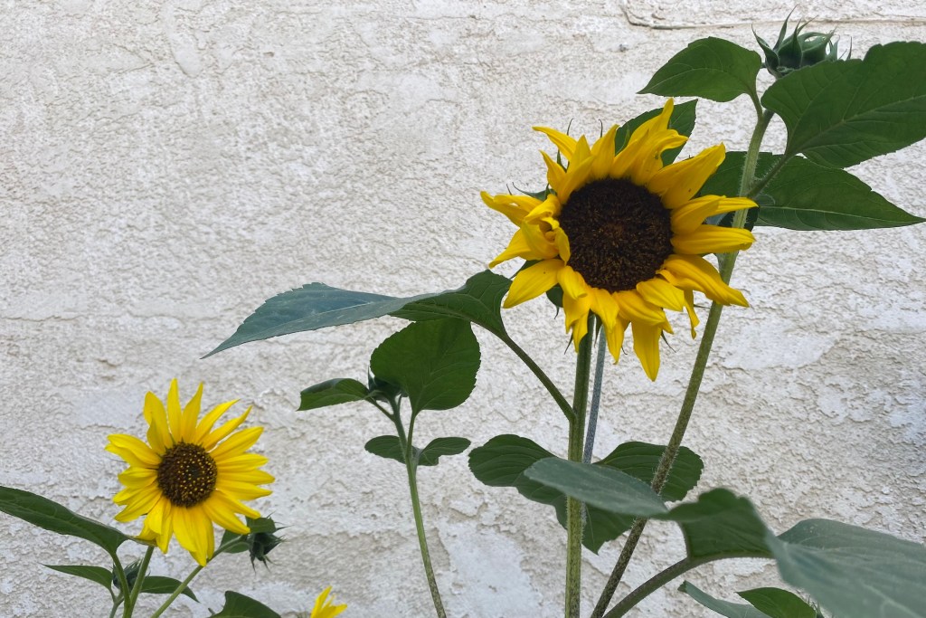 two sunflowers on two stalks bloom next to each other