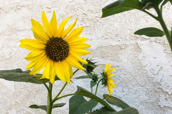 two yellow sunflower blooms surrounded by green leaves