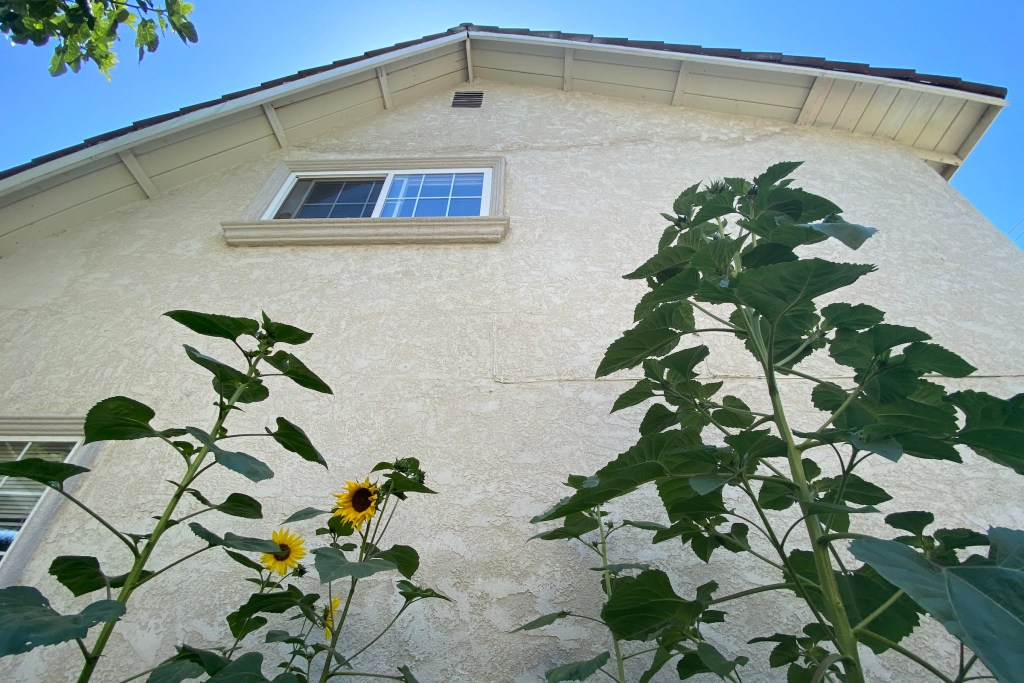 several tall sunflower stalks grow against the side of a house