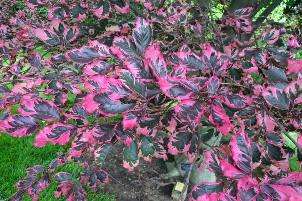 Tricolor Beech tree