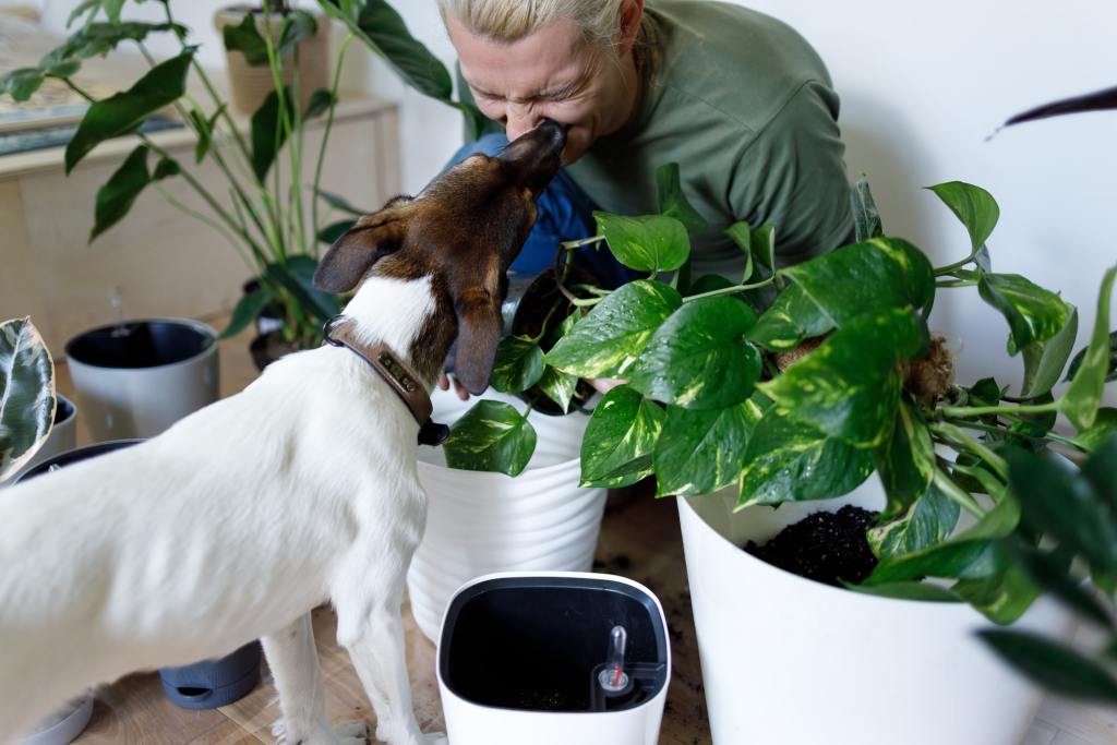 dog with pothos