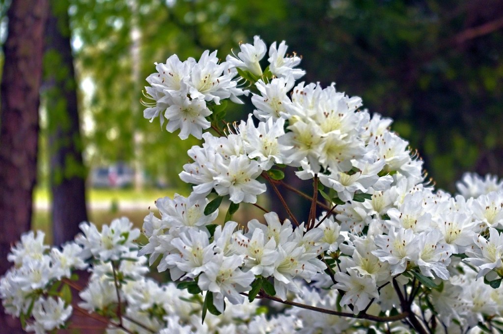 White azalea flowers
