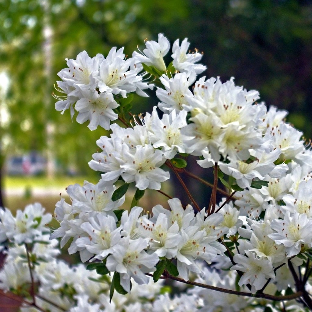 White azalea flowers