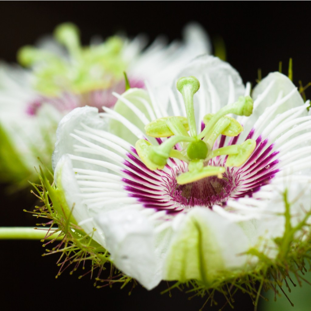Two white passion flower blooms