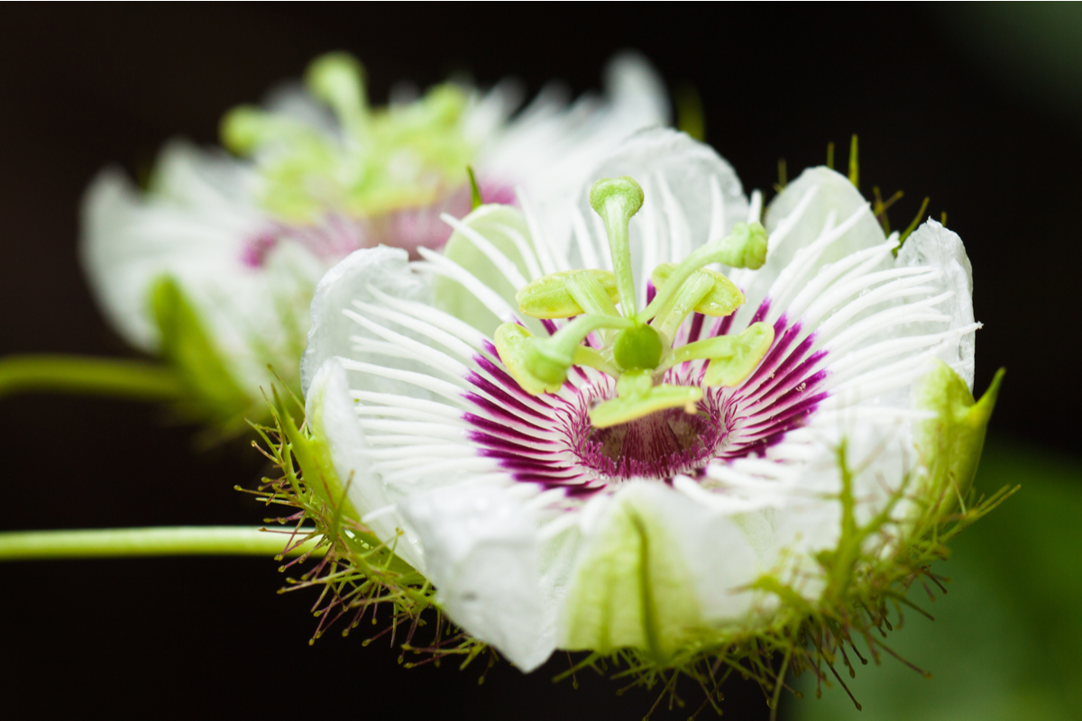 Two white passion flower blooms