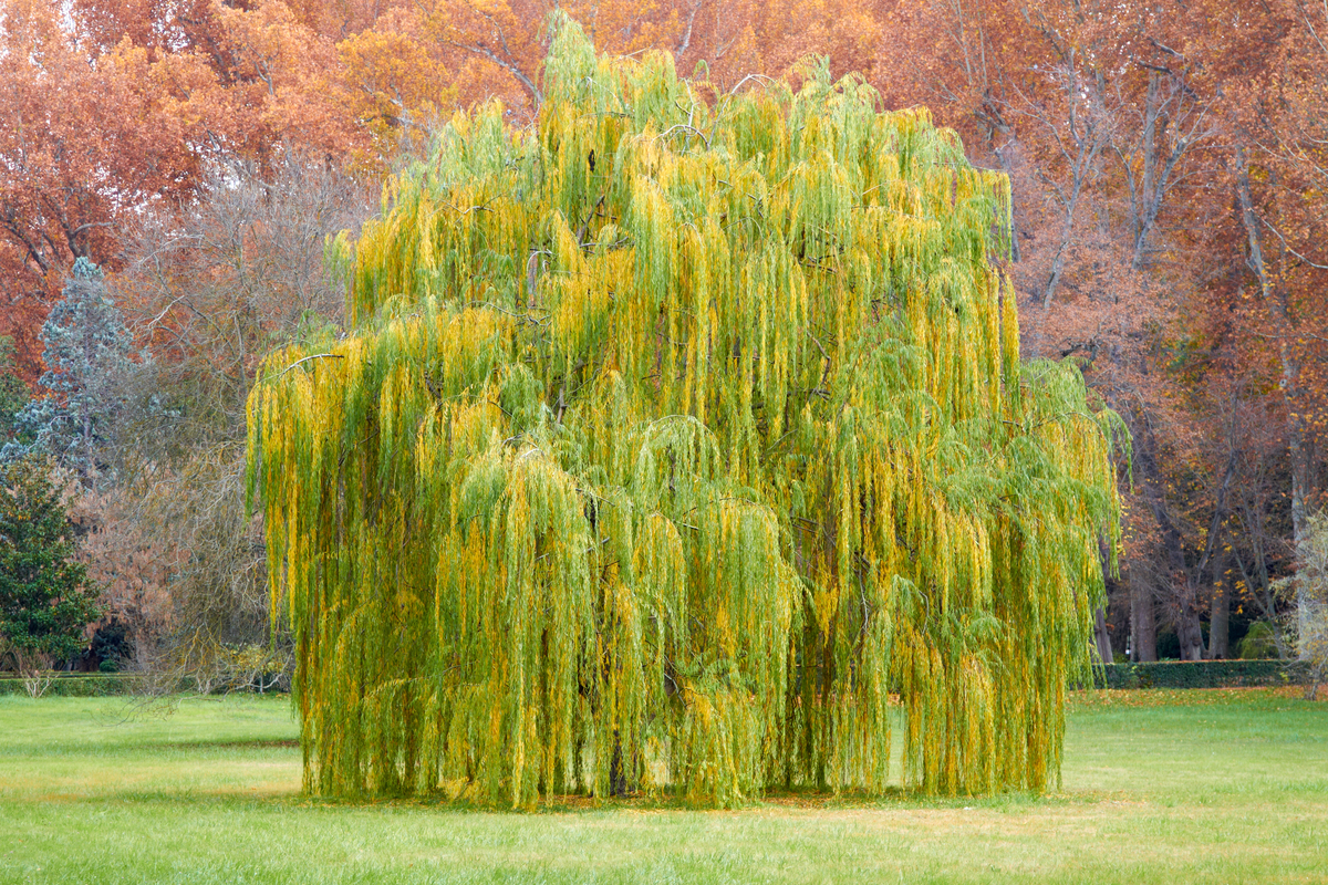 How to Plant and Care For Your Own Willow Tree HappySprout