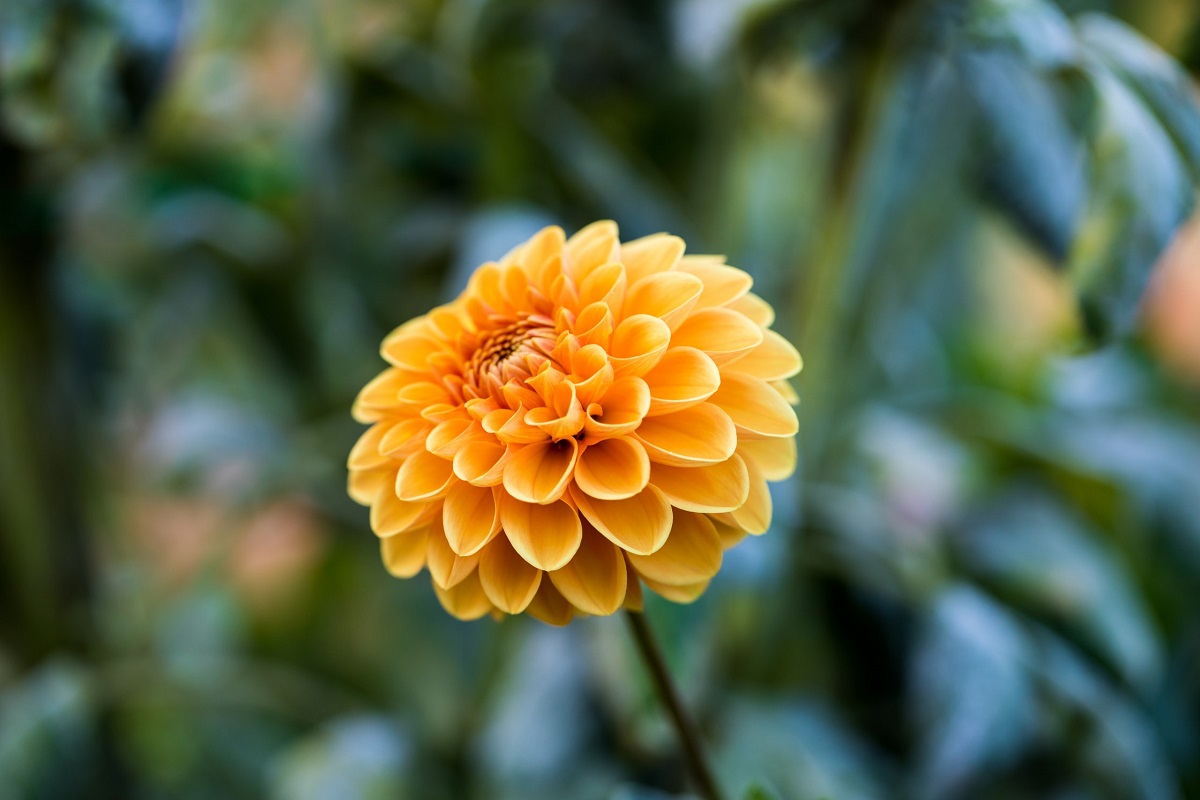 A beautiful yellow chrysanthemum