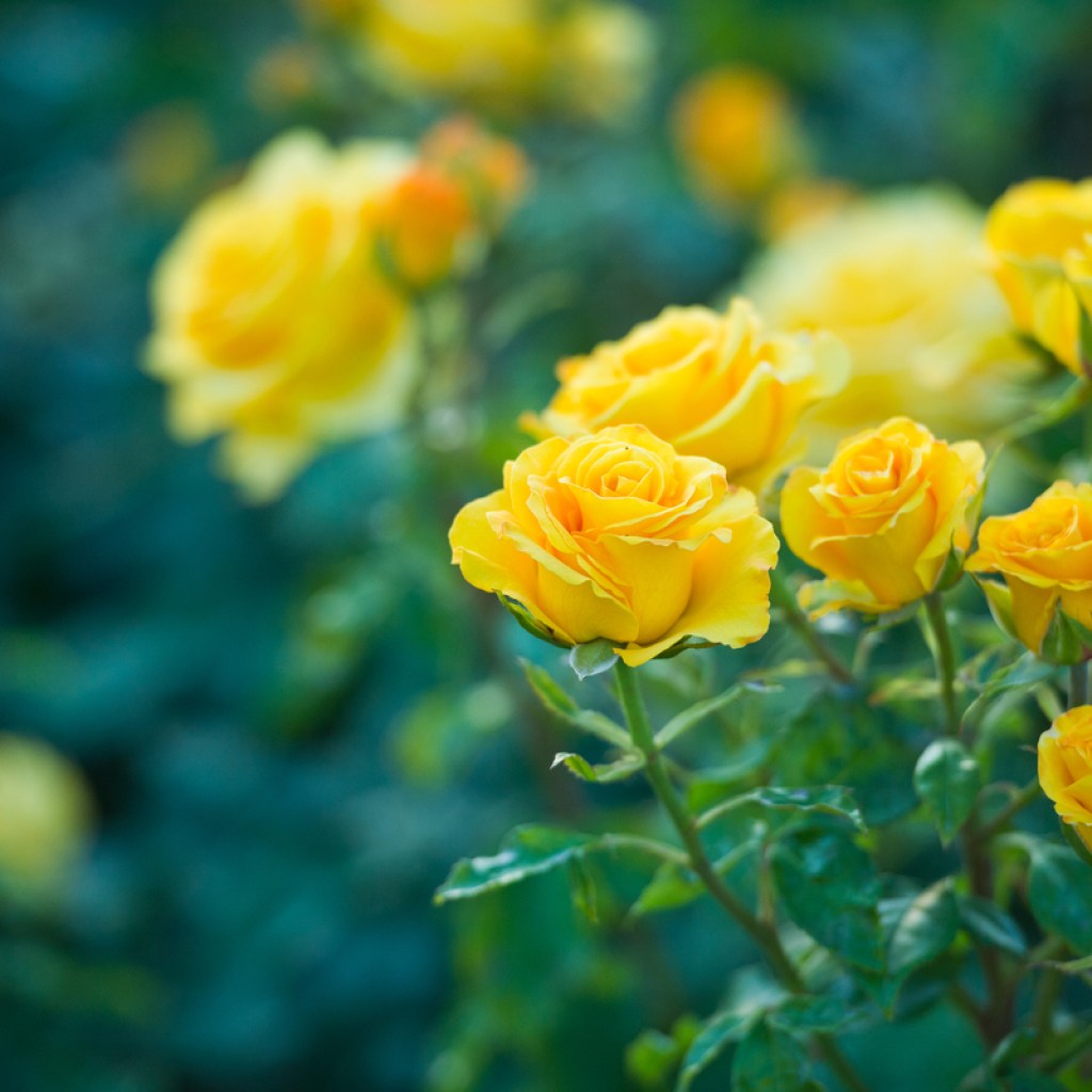 A rose plant with bright yellow blooms