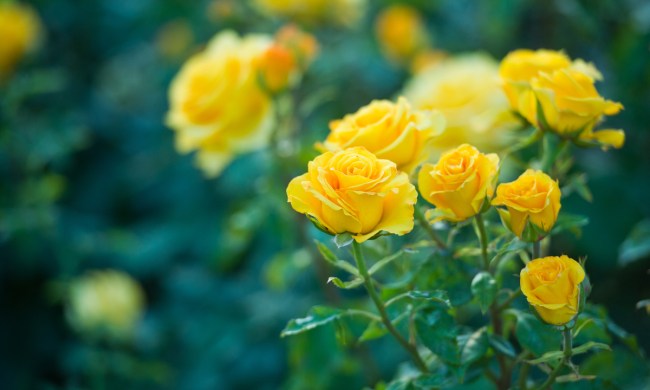 A rose plant with bright yellow blooms