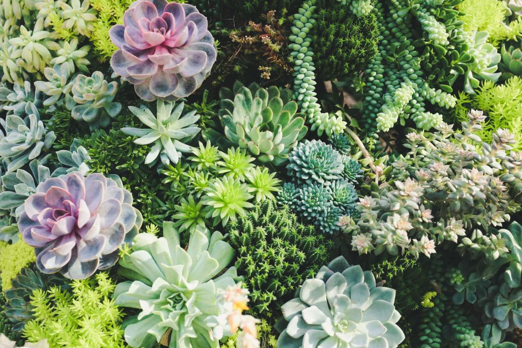 Succulents in a home office