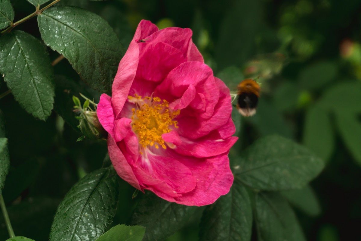  Easy-to-grow roses that make a beautiful addition to any garden