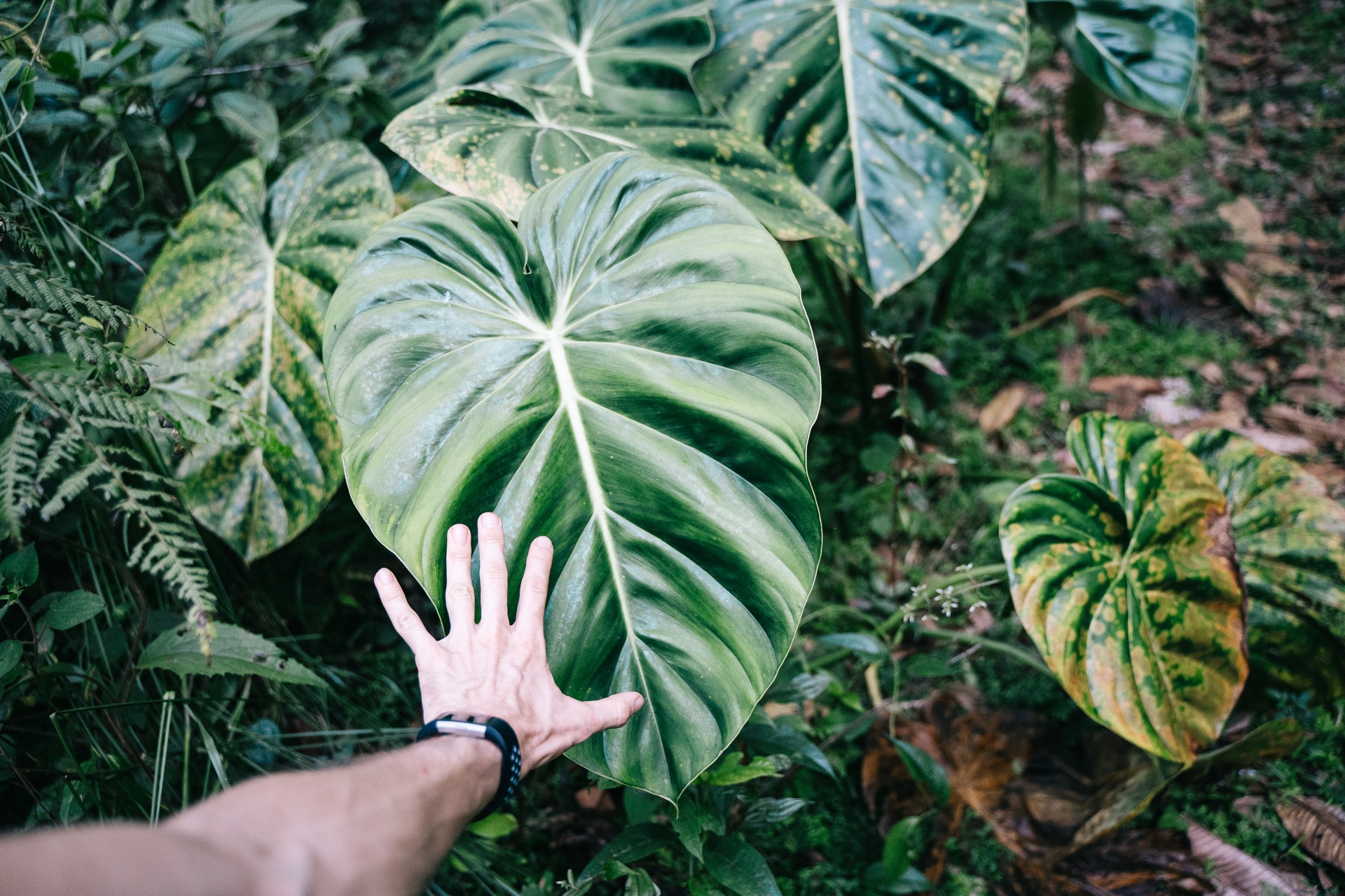 Alocasia leaves