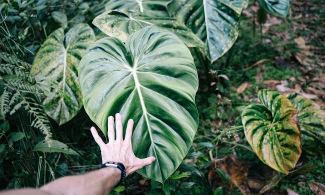 Alocasia leaves