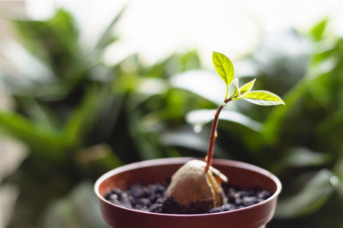 potted avocado seedling