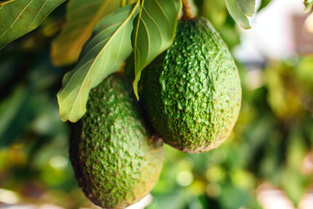 Avocados growing on a tree