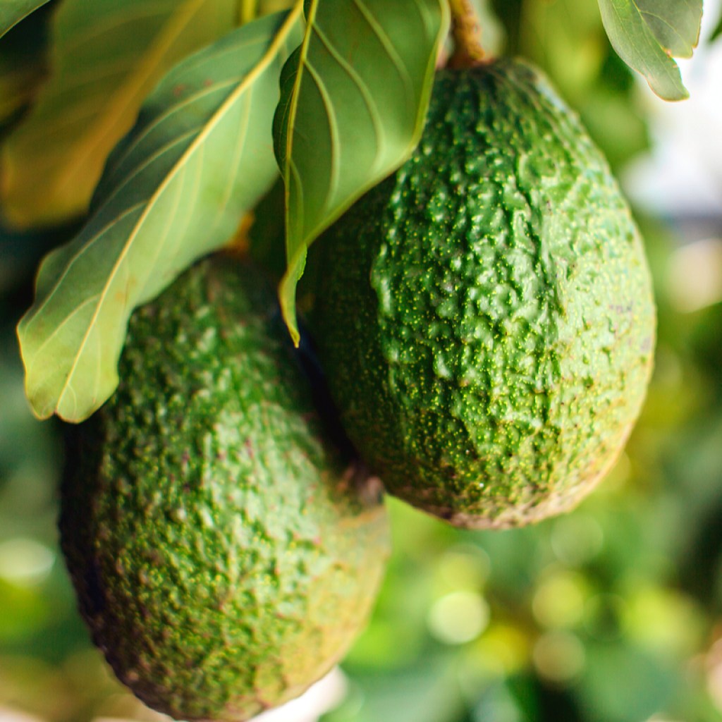 avocados growing on a tree