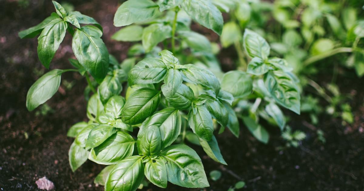 How to grow storebought herbs in your home HappySprout