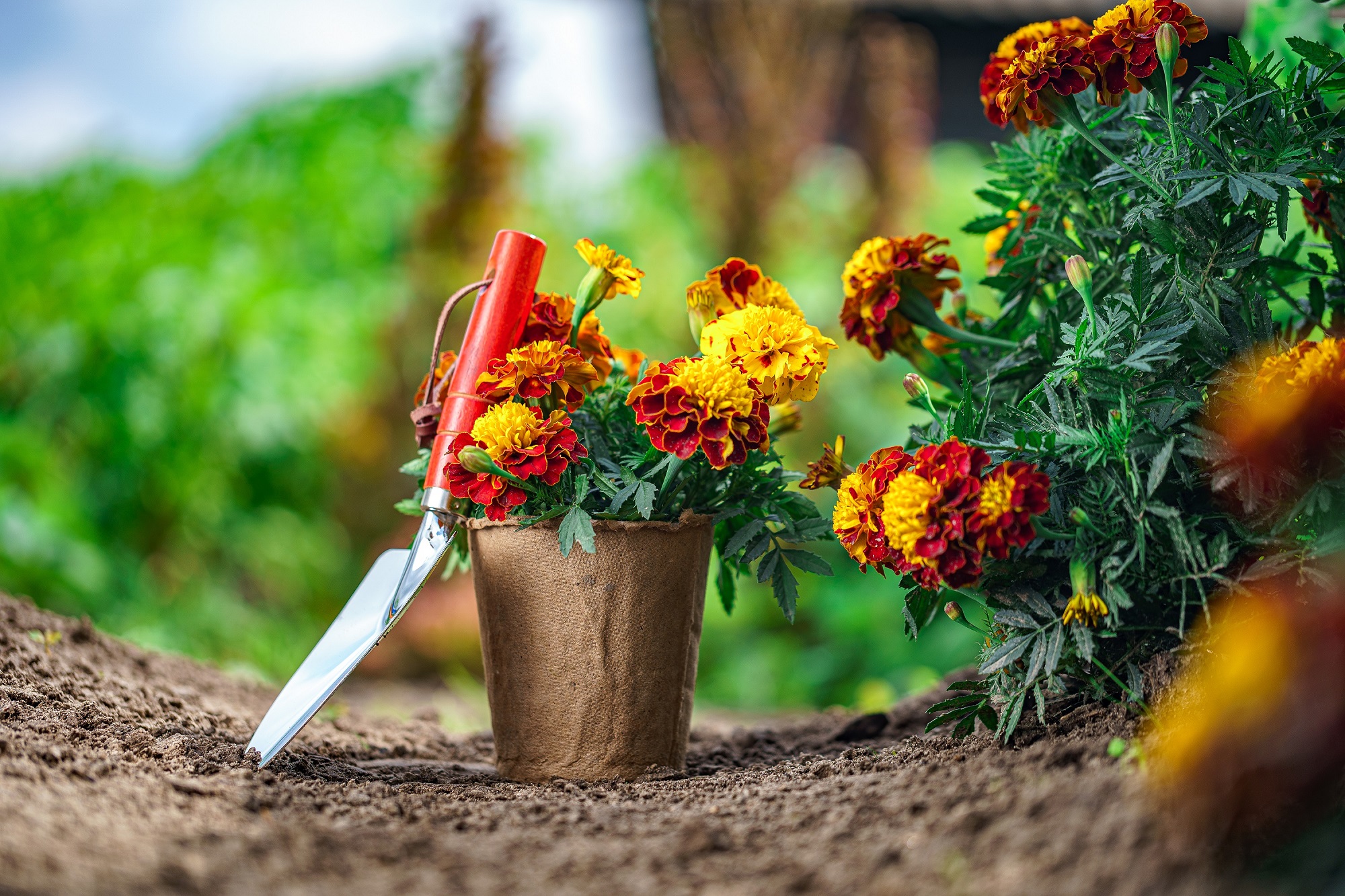 A small marigold plant in a pot, next to marigolds in a garden