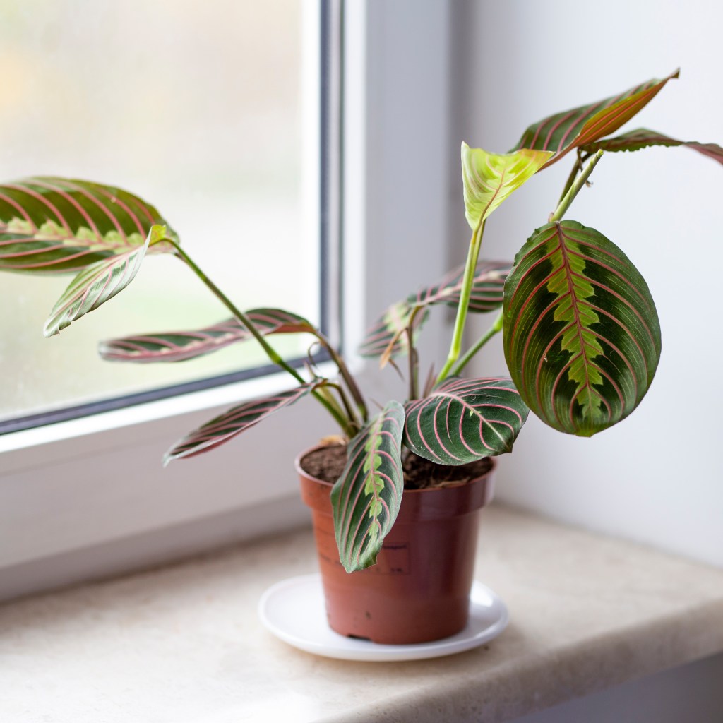Prayer plant
