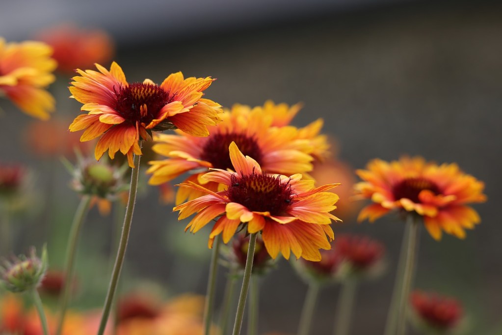 Orange and red blanket flowers