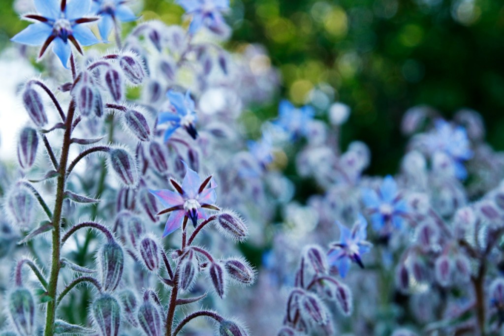 borage flowers closeup