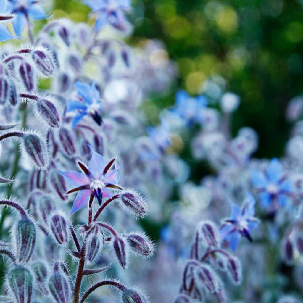 borage flowers closeup