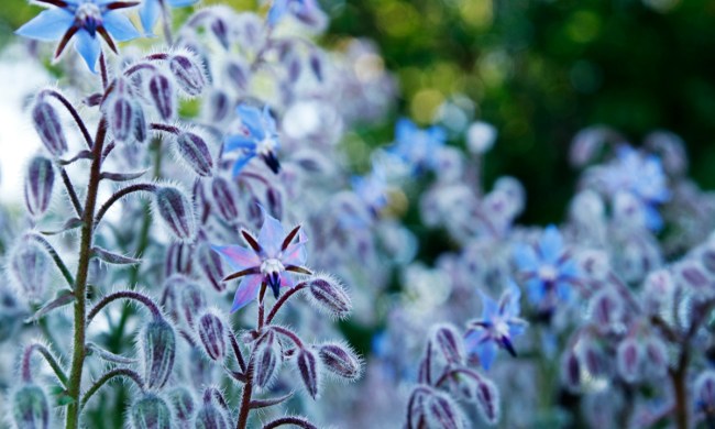 Borage flowers close-up