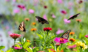 Various butterflies landing on flowers