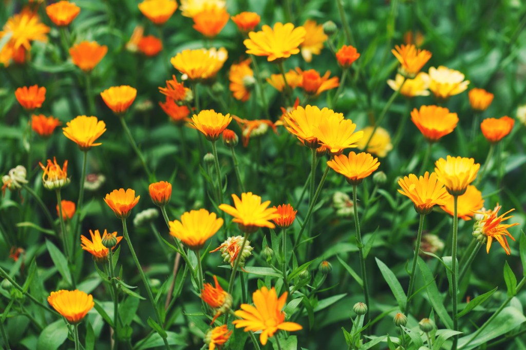 A patch of calendula flowers