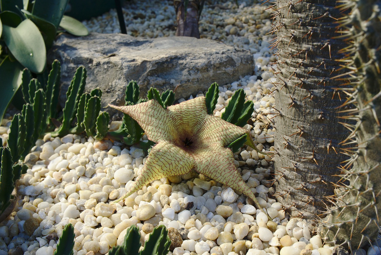 Carrion plant or starfish plant