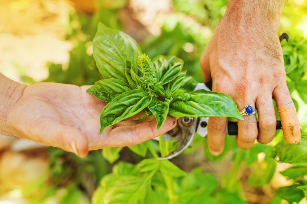 A person clipping the top part of a basil plant