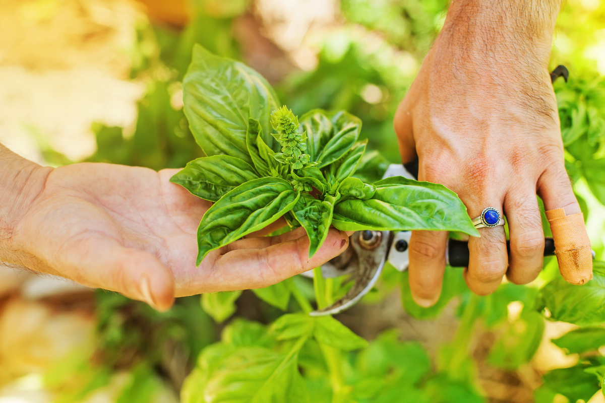 Person clipping the top part of a basil plant