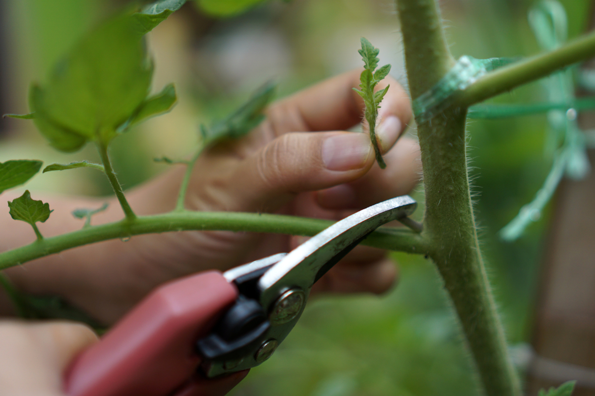A person pruning a tomato plant