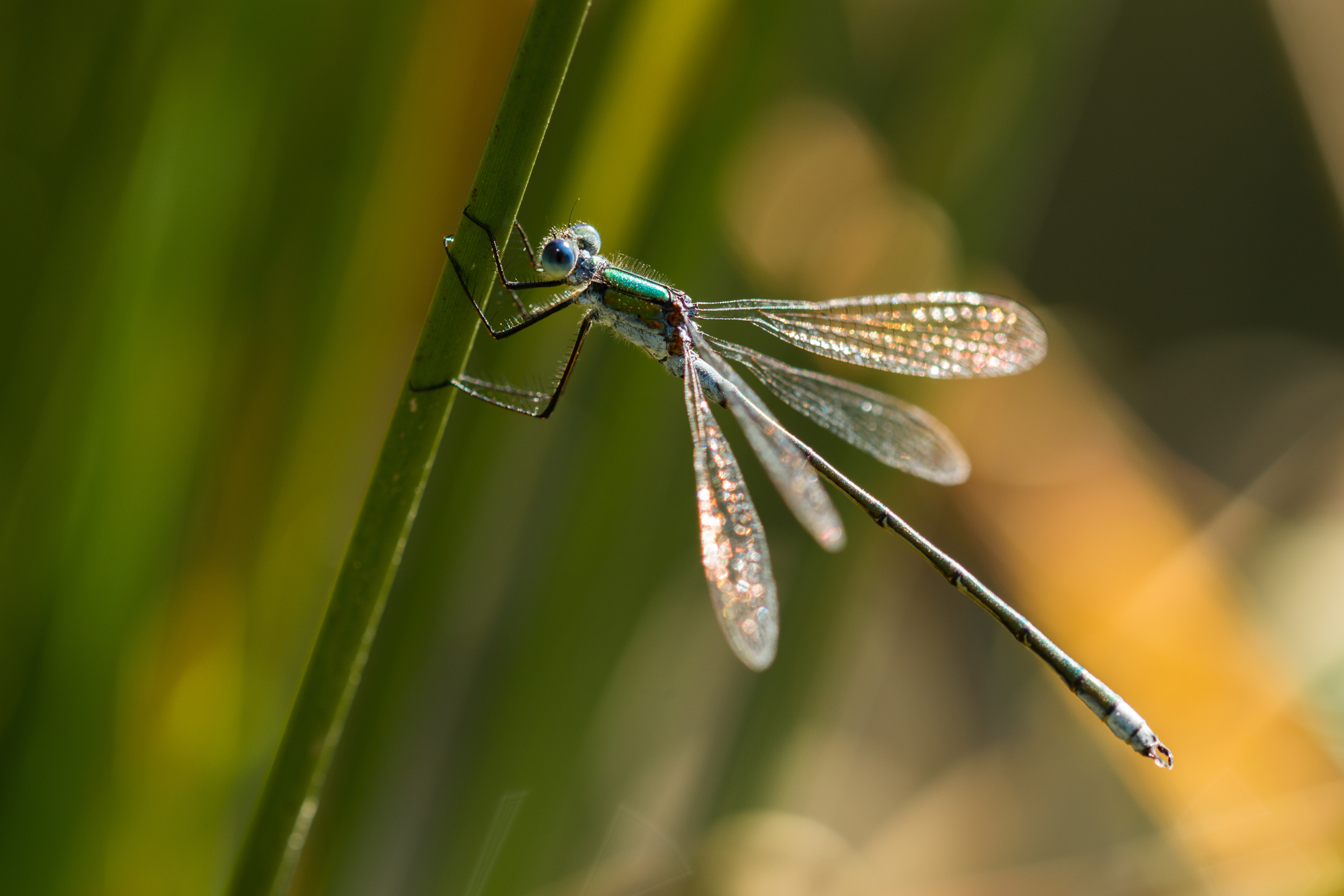 Dragonfly in wildlife pond