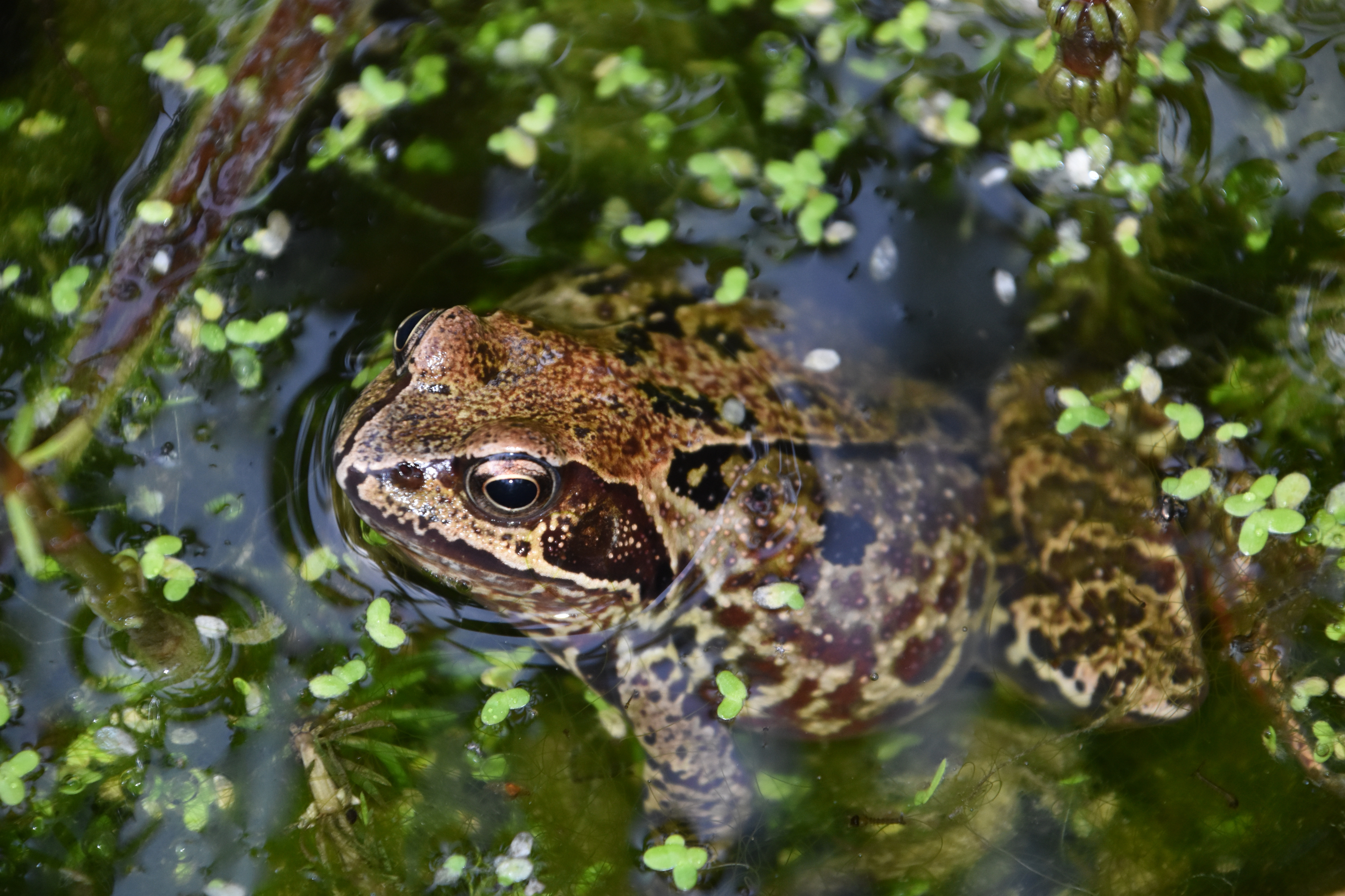Frog swimming in wildlife pond