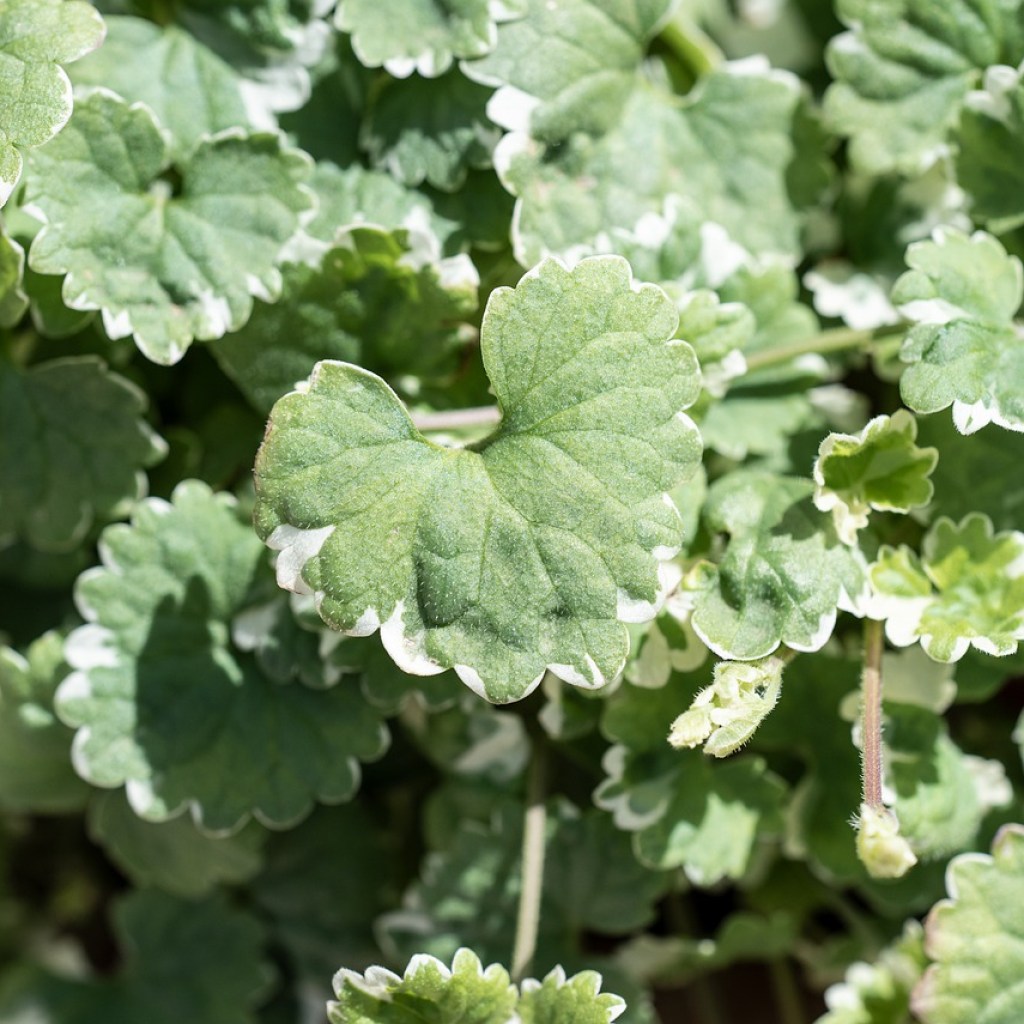 A close up of creeping charlie