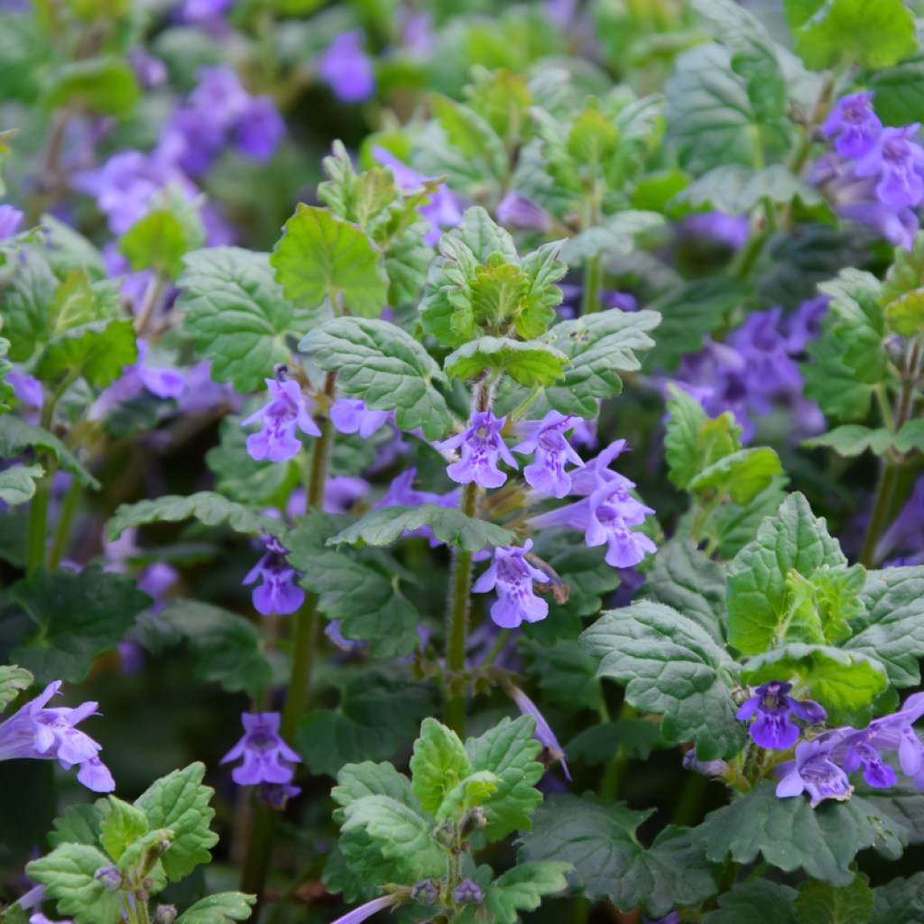 The flowers of a creeping charlie plant