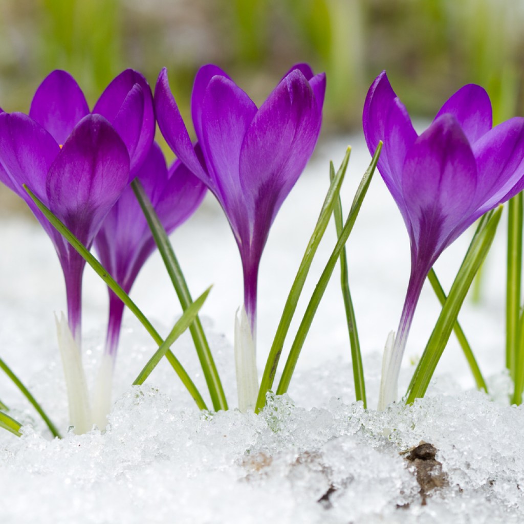 Purple crocus flowers in the snow