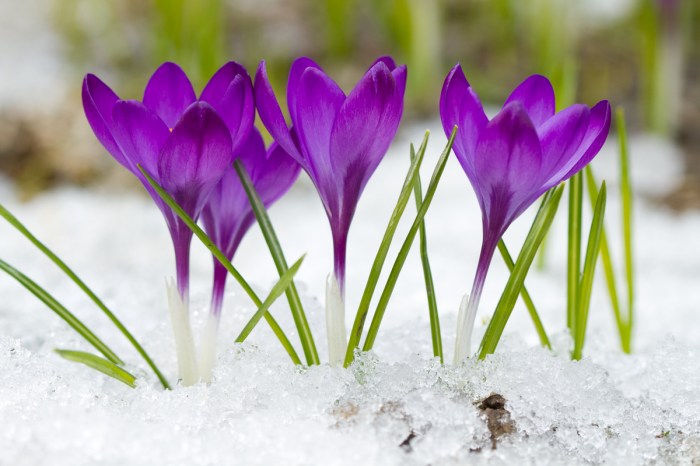 Purple crocus flowers in the snow
