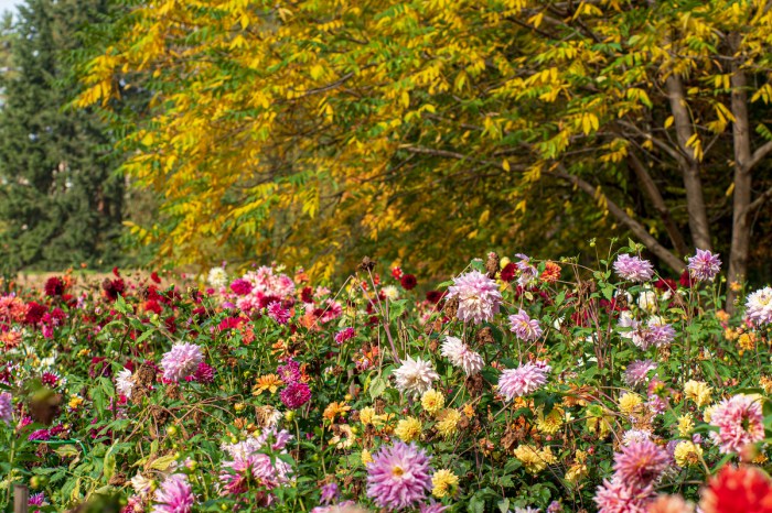 dahlias blooming in autumn